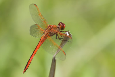 Needham's Skimmer
