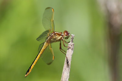 Needham's Skimmer