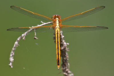 Needham's Skimmer