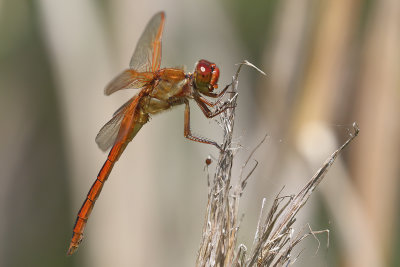 Needham's Skimmer