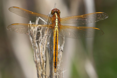 Needham's Skimmer