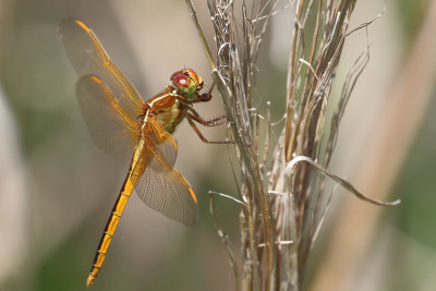 Needham's Skimmer