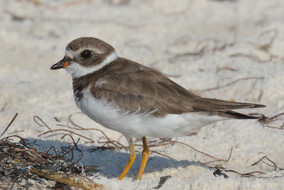 Semipalmated Plover