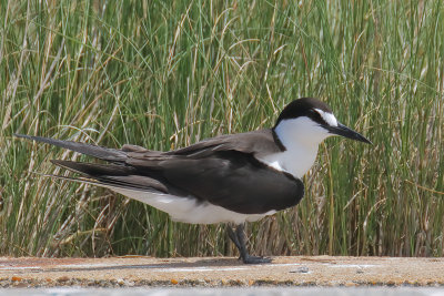 Sooty Tern