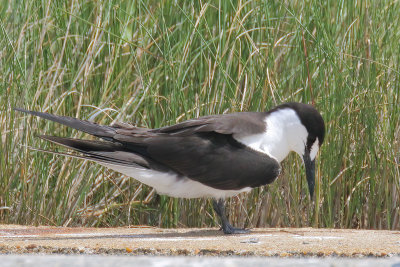 Sooty Tern