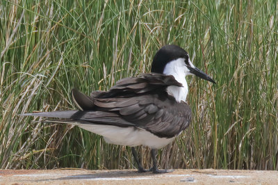 Sooty Tern