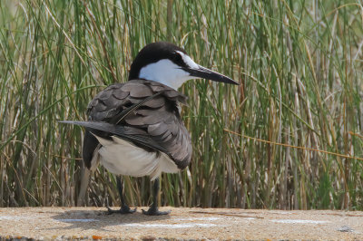 Sooty Tern