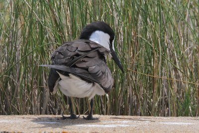 Sooty Tern