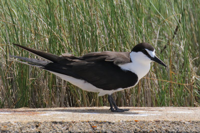 Sooty Tern