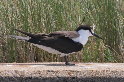 Sooty Tern