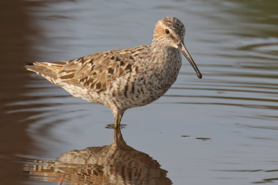 Stilt Sandpiper