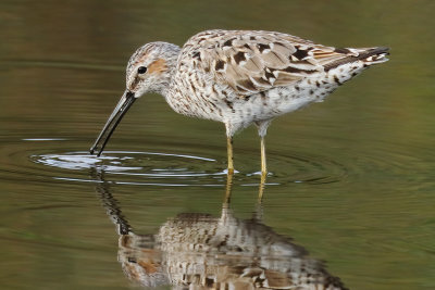 Stilt Sandpiper