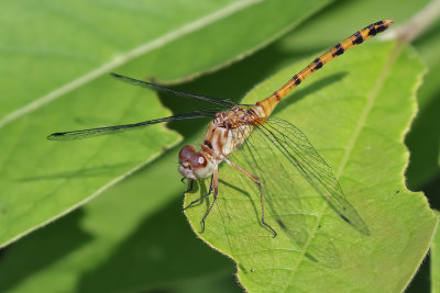 Blue-faced Meadowhawk