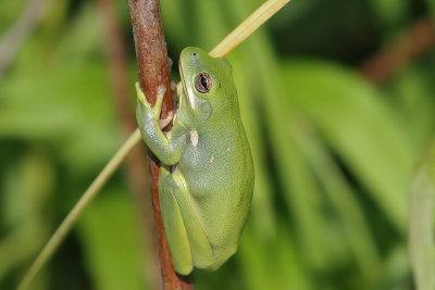 Green Treefrog