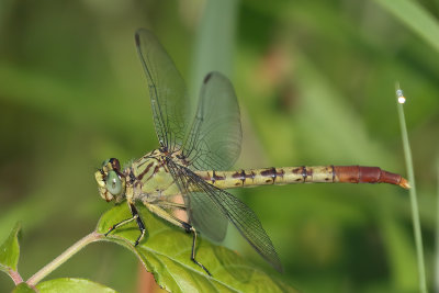 Jade Clubtail