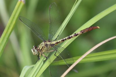 Jade Clubtail