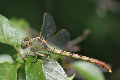 Jade Clubtail