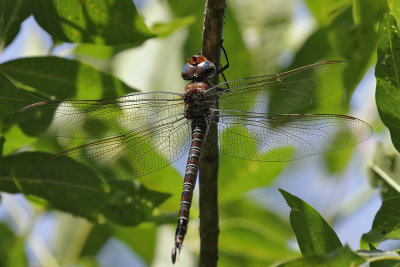Swamp Darner