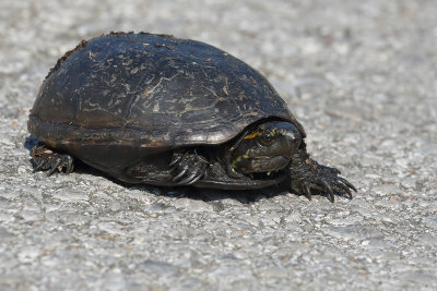 Mississippi Mud Turtle
