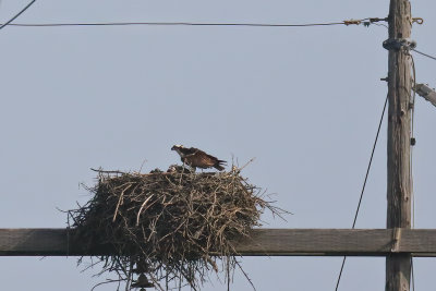 Osprey