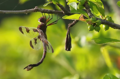 Prince Baskettail
