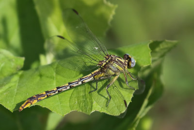 Sulphur-tipped Clubtail