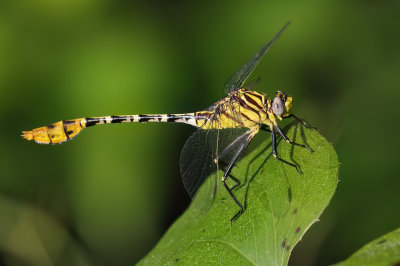 Flag-tailed Spinyleg