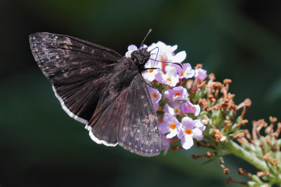 Funreal Duskywing
