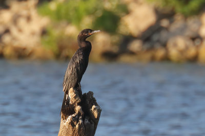 Neotropic Cormorant