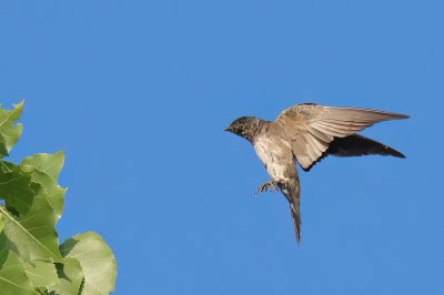 Purple Martin