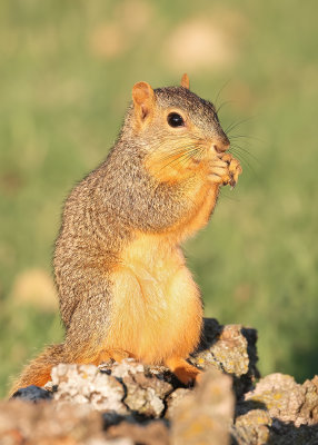 Eastern Fox Squirrel