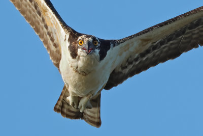 Osprey