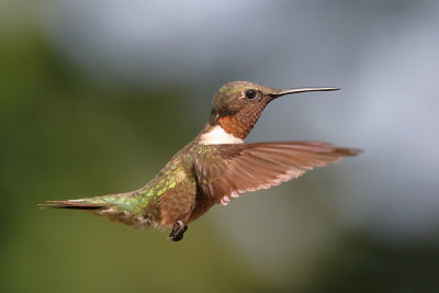 Ruby-throated Hummingbird