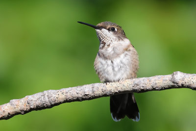 Ruby-throated Hummingbird