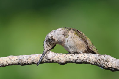 Ruby-throated Hummingbird