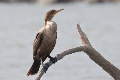Double-crested Cormorant