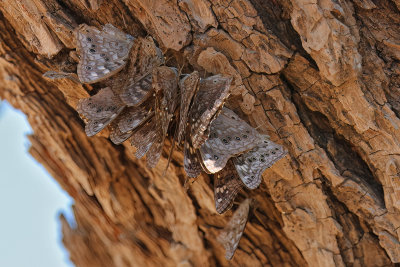 Hackberry Emperor