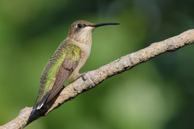 Ruby-throated Hummingbird