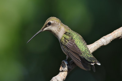 Ruby-throated Hummingbird