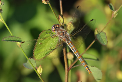 Variegated Meadowhawk