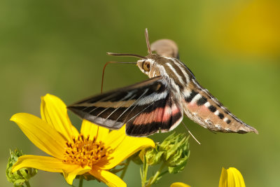 White-lined Sphinx Moth