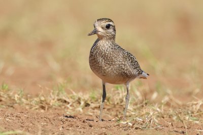 American Golden-Plover