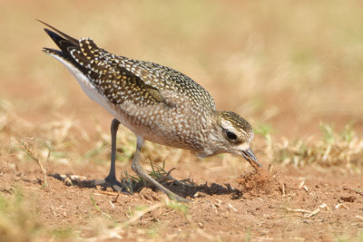 American Golden-Plover