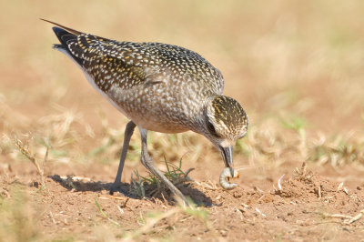 American Golden-Plover