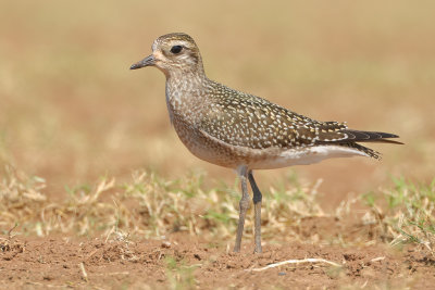 American Golden-Plover