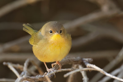Common Yellowthroat
