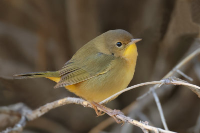 Common Yellowthroat
