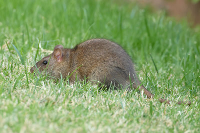 Norway Rat