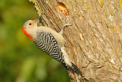 Red-bellied Woodpecker