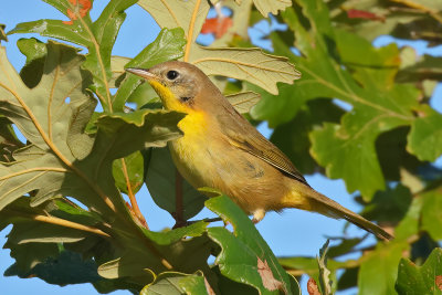 Common Yellowthroat